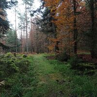 Auf einem schmalen Pfad geht es wieder nach Bad Wildbad hinunter