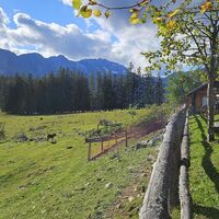 Tiere auf der Schaumbergalm