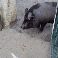 Hängebauchschwein und Huhn im Tiergehege am Dorfcafé Alt Bleckenstedt
