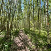 Laubwald auf der Pogosta-Rundstrecke