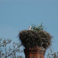 Storchennest in Radibor