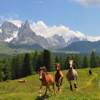 Pferde und Pale di San Martino