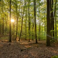 Pfälzerwald bei Kaiserslautern