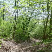 Trailabfahrt vom Waschberg