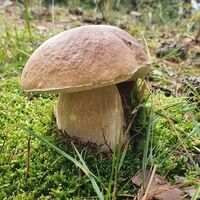 Steinpilz