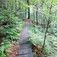 Über Holzpanelen durch den Wald