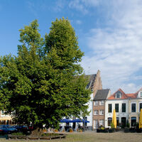 Gerichtslinde Kalkar