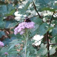 Flora und Fauna