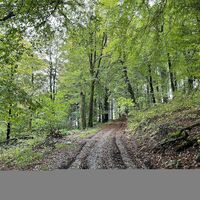 Buchenwald im Frühling am Uplandsteig