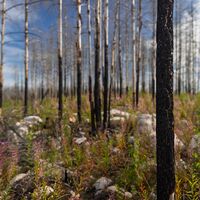 Vorsicht Waldbrandgebiet in der Nähe der Susineva-Schlucht