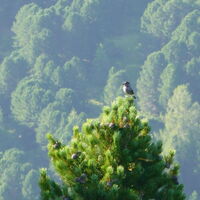 die Tannenhäher sind sehr aktiv