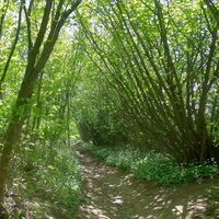 Schöner Bewuchs an der Trailabfahrt