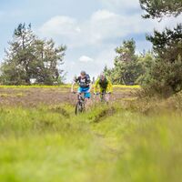Mountainbiker fahren durch Heidelandschaft