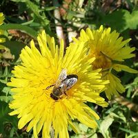 Blumen und Blüten begleiten den Wanderer entlang des Weges