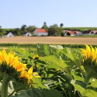 Sonnenblumenfeld