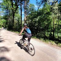 Die Schotterstraße im Wald