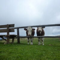 sagen "Danke" und "Wiedersehen"