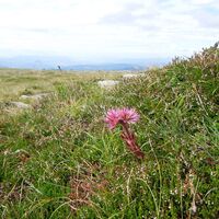 Flora auf der Handalm
