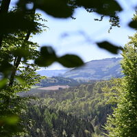 Ausblick auf den Wald bei Ostwig