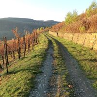 In den Weinbergen oberhalb von Burg