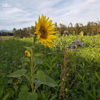 Sonnenblumenwiese in der Oststeiermark