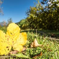 Herbstlaub am Oberen Talbachweg