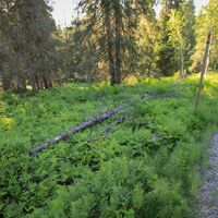 Wälder im Naturschutzgebiet Pyhävaara in Ruka