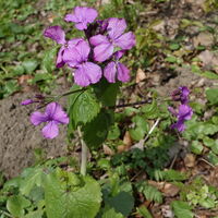 Flora: Einjährige Silberblatt