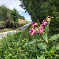 Wanderweg in Hart, Apfelland in der Oststeiermark