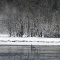 Der winterliche Jägersee wird zum romantischen Schwanensee.