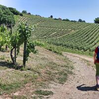 Der Weg führt durch Weingärten