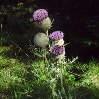 Almhausweg: Kornblume auf der Sommerweide