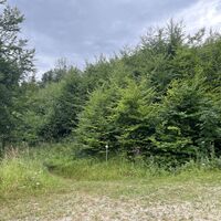 Hier in einer Rechts-Serpentine des Forstwegs dann links den Waldpfad nehmen, bei einem Rastplatzerl vorbei
