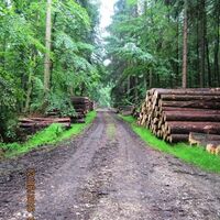 Wirtschaftswald im Silberort 