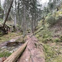 Rischinerwald