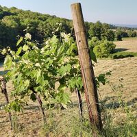 Frisch gemähte Wiesen