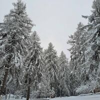 Lärchen mit Schnee bedeckt