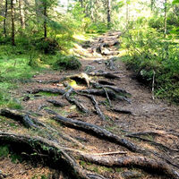 Wurzelweg im Ibacher Moor