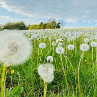 Pusteblumen am Weg