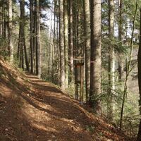 Am Waldlehrpfad_Koglhof_Oststeiermark