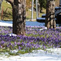 Krokusse im Winter