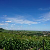 Blick auf den Haardtrand und Geilweilerhof