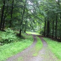 Buchenhochwald am Ziegenberg
