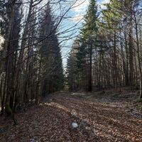 Weg zur Jagdhütte und zum Jedlova