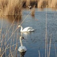 Naturschutzgebiet Neusiedlersee