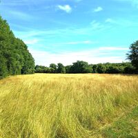 Wiese im Ilmtal