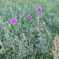 Flora