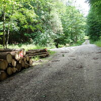 links weiter und auf der Forststraße weiter hoch