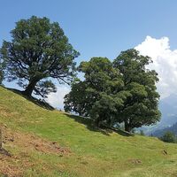 Bergahorn im Mellental