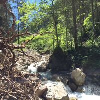Wilder und naturbelassener Gemstelbach